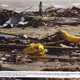 Illustration for article titled Fringes ARG Upsets Nature, Messes With Your Mind